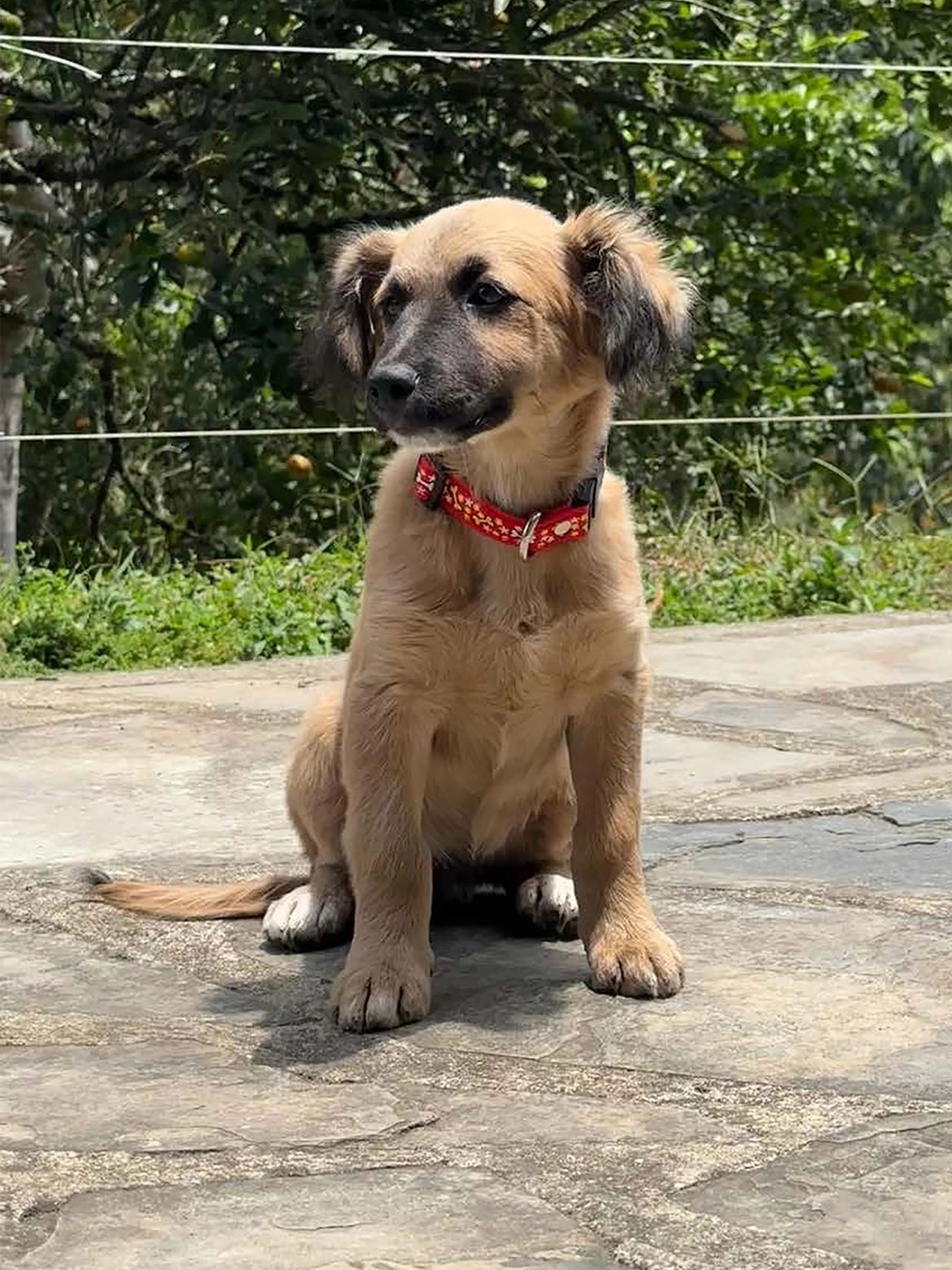 mascota