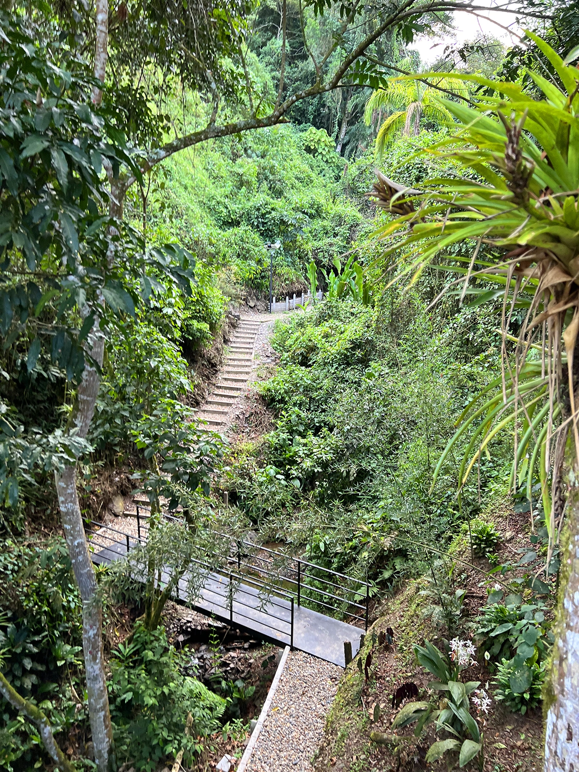 sendero_a_la_montaña_01