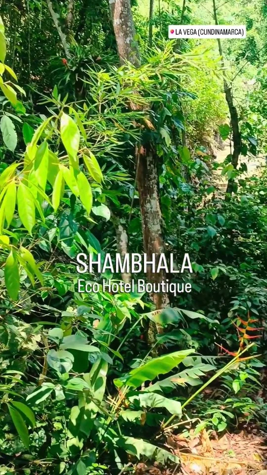 Sal de la monotonía,la contaminación y el afán de la ciudad, ven y disfruta de la plenitud y bondades de la naturaleza, aves hermosas y paisajes inolvidables.Reserva con nosotros y disfruta de un verdadero descanso!
Reserva @shambhala_ecohotel_boutique
Reserva ahora!
@shambhala_ecohotel_boutique
Reservas:+57 310 7367266
Booking: Shambhala ECOHOTEL boutique
www.shambhalaecohotel.com